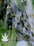 Arjan's Ultra Haze №2 fem - семена конопли от Green House Seeds