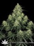 Paradise Seeds / Atomical Haze fem - семена конопли от Paradise Seeds