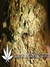Paradise Seeds / Atomical Haze fem - семена конопли от Paradise Seeds