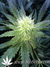 Paradise Seeds / Atomical Haze fem - семена конопли от Paradise Seeds