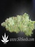 Paradise Seeds / Atomical Haze fem - семена конопли от Paradise Seeds