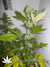 Paradise Seeds / Atomical Haze fem - семена конопли от Paradise Seeds