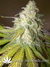 Paradise Seeds / Atomical Haze fem - семена конопли от Paradise Seeds