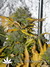 Paradise Seeds / Atomical Haze fem - семена конопли от Paradise Seeds