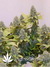 Aurora Indica fem - феминизированные семена конопли от Nirvana Seeds