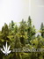 Aurora Indica fem - феминизированные семена конопли от Nirvana Seeds