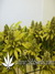 Aurora Indica fem - феминизированные семена конопли от Nirvana Seeds