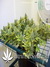 Aurora Indica fem - феминизированные семена конопли от Nirvana Seeds