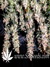Aurora Indica fem - феминизированные семена конопли от Nirvana Seeds