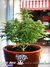 Paradise Seeds / Auto Acid fem - семена конопли от Paradise Seeds
