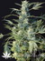 Auto AK47 fem - автоцветущие феминизированные семена конопли от Grass-O-Matic