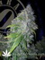 Auto AK47 fem - автоцветущие феминизированные семена конопли от Grass-O-Matic