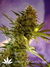 Феминизированные автоцветущие семена конопли Auto Big Devil#2 fem от испанского сидбанка Sweet Seeds