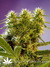Феминизированные автоцветущие семена конопли Auto Big Devil#2 fem от испанского сидбанка Sweet Seeds
