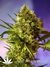 Феминизированные автоцветущие семена конопли Auto Big Devil#2 fem от испанского сидбанка Sweet Seeds