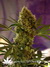 Феминизированные автоцветущие семена конопли Auto Big Devil#2 fem от испанского сидбанка Sweet Seeds