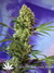 Феминизированные автоцветущие семена конопли Auto Big Devil#2 fem от испанского сидбанка Sweet Seeds