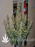 Auto Blueberry fem - автофеминизированные семена конопли от Dutch Passion