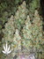 Auto Blueberry fem - автофеминизированные семена конопли от Dutch Passion