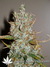 Auto Blueberry fem - автофеминизированные семена конопли от Dutch Passion