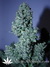 Auto Blueberry fem - автофеминизированные семена конопли от Dutch Passion
