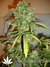 Auto Blueberry fem - автофеминизированные семена конопли от Dutch Passion