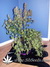 Auto Blueberry fem - автофеминизированные семена конопли от Dutch Passion