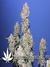Auto Blueberry fem - автофеминизированные семена конопли от Dutch Passion