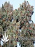 Auto Blueberry fem - автофеминизированные семена конопли от Dutch Passion