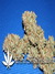 Auto Blueberry fem - автофеминизированные семена конопли от Dutch Passion