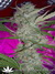 Auto Blueberry fem - автофеминизированные семена конопли от Dutch Passion
