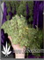 Auto Blueberry fem - автофеминизированные семена конопли от Dutch Passion