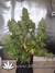 Auto Blueberry fem - автофеминизированные семена конопли от Dutch Passion