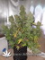 Auto Blueberry fem - автофеминизированные семена конопли от Dutch Passion