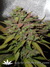 Auto Blueberry fem - автофеминизированные семена конопли от Dutch Passion