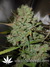 Auto Blueberry fem - автофеминизированные семена конопли от Dutch Passion