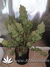 Auto Blueberry fem - автофеминизированные семена конопли от Dutch Passion