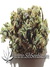 Auto Blueberry fem - автофеминизированные семена конопли от Dutch Passion