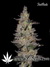 Auto FastBerry fem - автоцветущие феминизированные семена конопли от Fast Buds