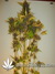 Auto FastBerry fem - автоцветущие феминизированные семена конопли от Fast Buds