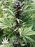 Auto FastBerry fem - автоцветущие феминизированные семена конопли от Fast Buds