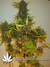 Auto FastBerry fem - автоцветущие феминизированные семена конопли от Fast Buds