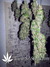 Auto FastBerry fem - автоцветущие феминизированные семена конопли от Fast Buds