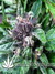 Auto FastBerry fem - автоцветущие феминизированные семена конопли от Fast Buds