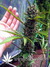 Auto FastBerry fem - автоцветущие феминизированные семена конопли от Fast Buds