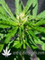 Auto FastBerry fem - автоцветущие феминизированные семена конопли от Fast Buds