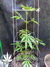 Auto FastBerry fem - автоцветущие феминизированные семена конопли от Fast Buds