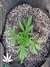 Auto FastBerry fem - автоцветущие феминизированные семена конопли от Fast Buds
