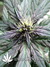 Auto FastBerry fem - автоцветущие феминизированные семена конопли от Fast Buds