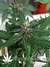 Auto FastBerry fem - автоцветущие феминизированные семена конопли от Fast Buds